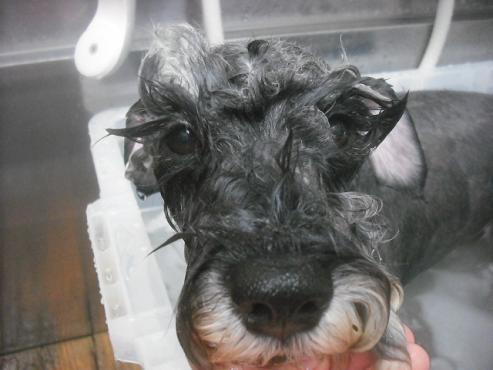 ファイル 2610-2.jpg