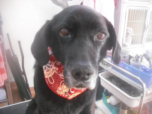 ファイル 2611-1.jpg