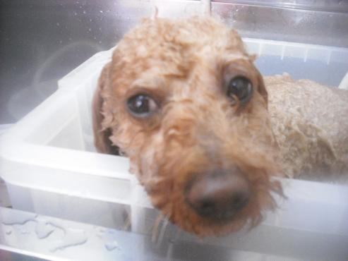 ファイル 2612-2.jpg