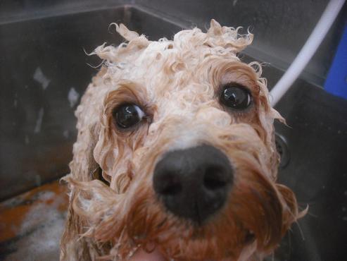 ファイル 2616-2.jpg