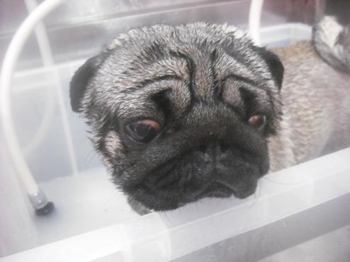 ファイル 2617-2.jpg