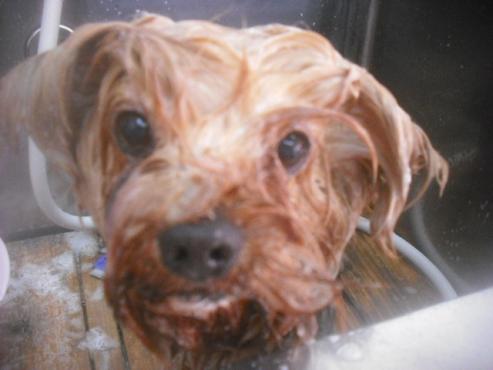 ファイル 2622-2.jpg