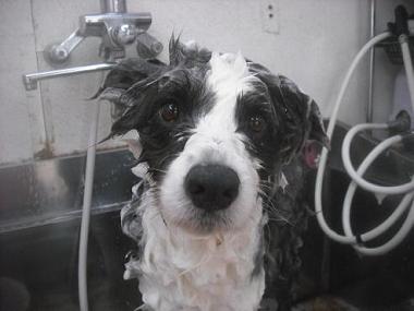 ファイル 2623-2.jpg