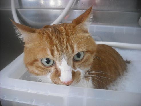 ファイル 2624-2.jpg