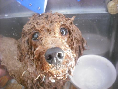 ファイル 2625-2.jpg