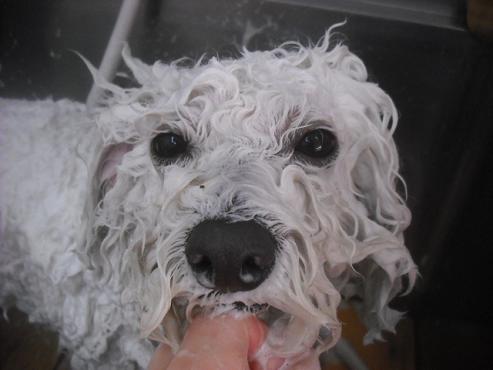 ファイル 2630-2.jpg