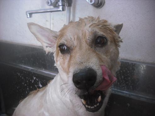 ファイル 2633-2.jpg