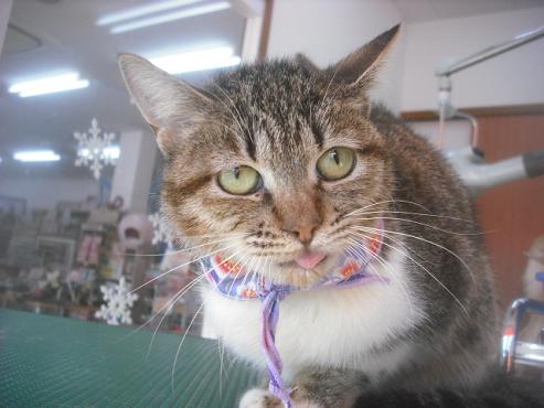 ファイル 2634-2.jpg