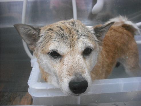 ファイル 2636-2.jpg