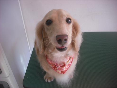 ファイル 2638-1.jpg