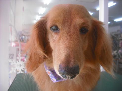 ファイル 2639-1.jpg