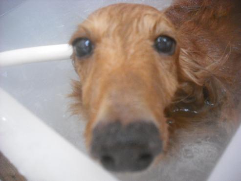 ファイル 2639-2.jpg