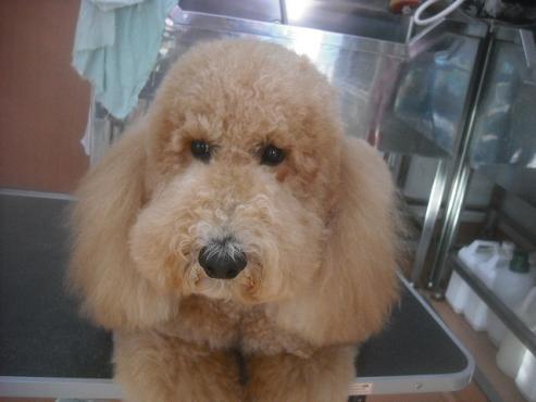 ファイル 2642-1.jpg