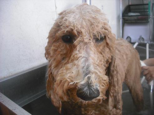 ファイル 2642-2.jpg