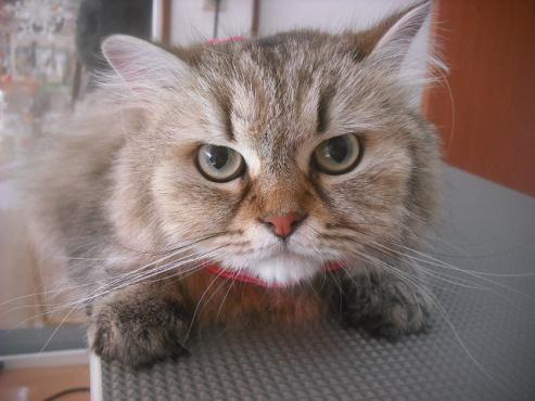 ファイル 2643-1.jpg