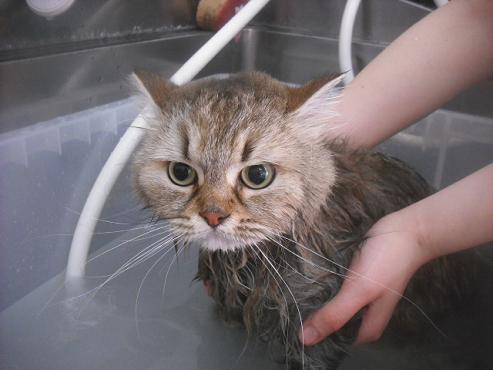 ファイル 2643-2.jpg