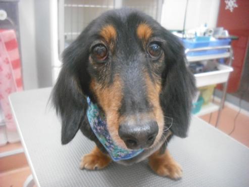 ファイル 2644-1.jpg