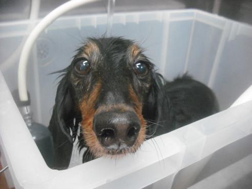 ファイル 2644-2.jpg