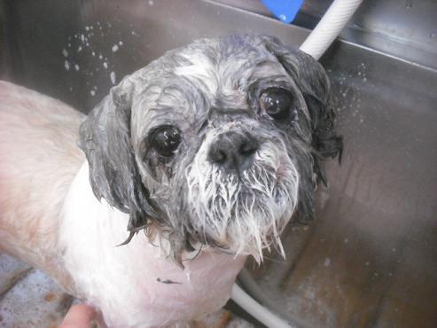 ファイル 2645-2.jpg