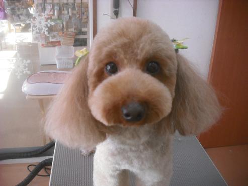 ファイル 2646-1.jpg