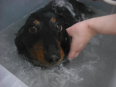 ファイル 2649-2.jpg