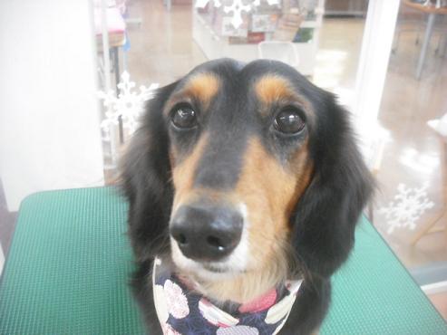 ファイル 2650-1.jpg