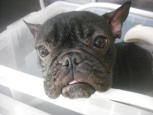 ファイル 2654-2.jpg