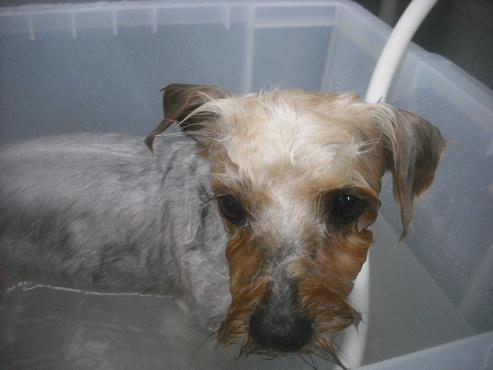 ファイル 2655-2.jpg