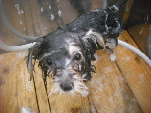 ファイル 2656-2.jpg