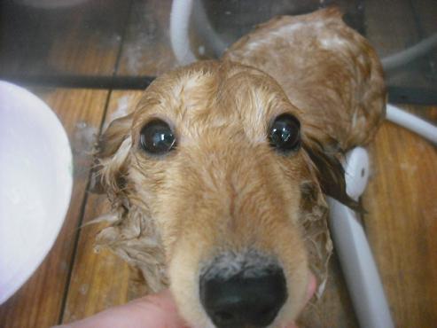 ファイル 2658-2.jpg