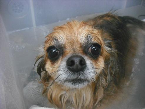 ファイル 2659-2.jpg