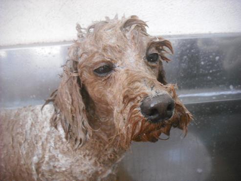 ファイル 2661-2.jpg