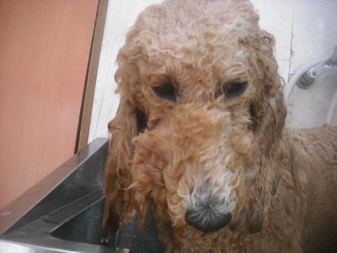 ファイル 2664-2.jpg