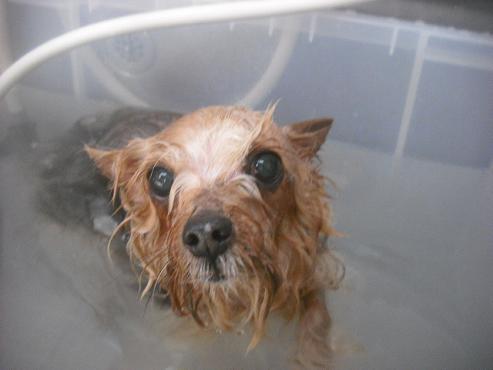 ファイル 2665-2.jpg