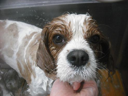 ファイル 2666-2.jpg