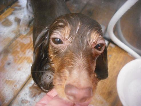 ファイル 2667-2.jpg