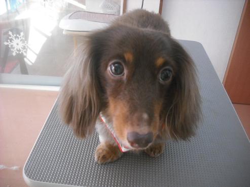 ファイル 2672-1.jpg