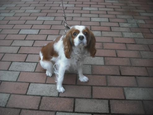 ファイル 2675-2.jpg