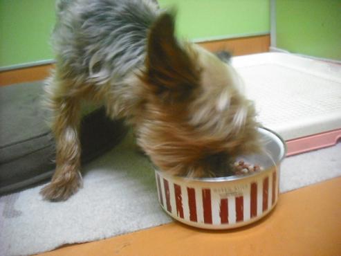 ファイル 2677-2.jpg