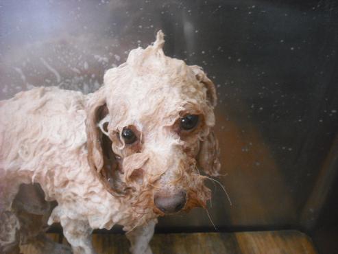 ファイル 2678-2.jpg