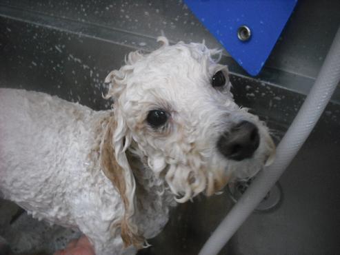 ファイル 2679-2.jpg