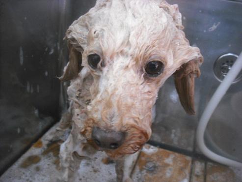 ファイル 2680-2.jpg