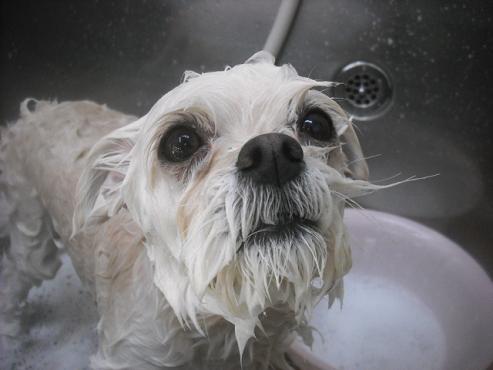 ファイル 2682-2.jpg