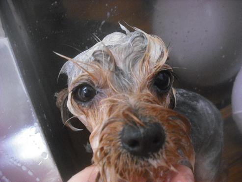 ファイル 2683-1.jpg