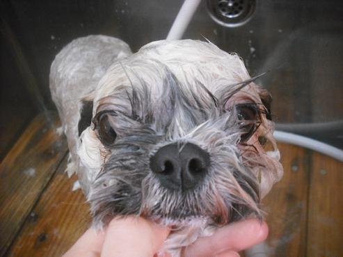 ファイル 2684-2.jpg