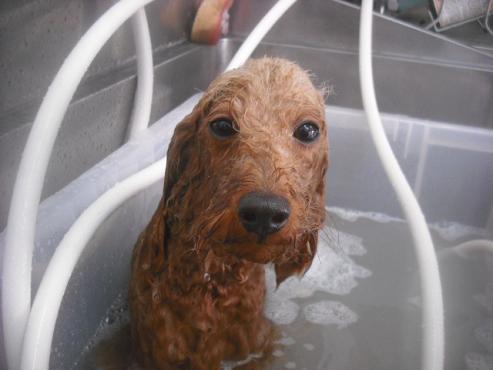 ファイル 2685-2.jpg