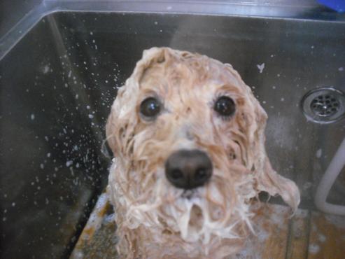 ファイル 2686-2.jpg