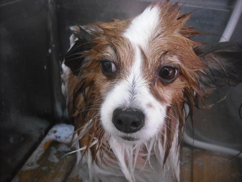 ファイル 2687-2.jpg