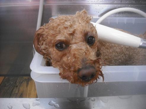 ファイル 2688-2.jpg