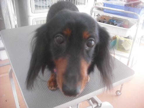 ファイル 2691-1.jpg